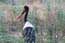 Birds of Africa