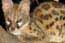 Serval