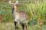 Antelope