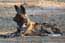 African wild dog