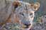 Female Lion