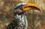Birds of Africa