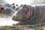 Hippo's