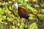 Birds of Africa