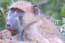 Baboon