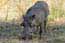 Warthog