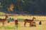Sunday in the park