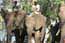 Elephant ride
