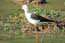 Birds of Africa